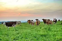 Pasoucí se tur na louce