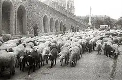Pastýř se stádem ovcí na ulici Iztueta, 1948