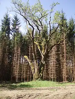 Pastýřova hruška v r. 2008, po vykácení okolích náletových dřevin