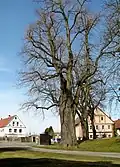 Lípa u kostela v Pavlovicích