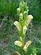 Pedicularis sceptrum-carolinum