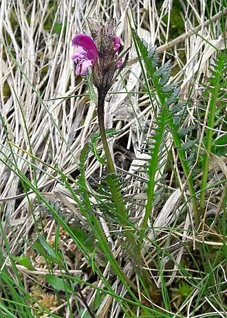 alternativní popis obrázku chybí