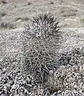 Pediocactus sileri (Utahia) má nejmohutnější otrnění jehož zbarvení plně odpovídá podkladu.