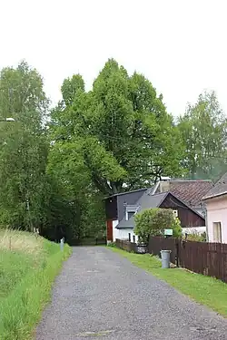 Lípa rostoucí za patrovou stodolou. Zepředu k lípě vede asfaltová komunikace, která strom zleva obchází