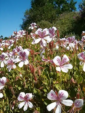 alternativní popis obrázku chybí