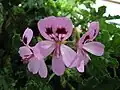 Pelargonium quercifolium 'Fair Ellen'