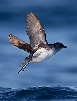 Fotografie malého tmavého ptáka v letu s evidentními krátkými a širokými křídly
