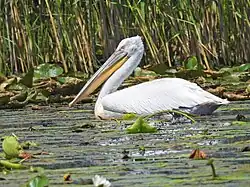 Pelikán kadeřavý (Pelecanus crispus)