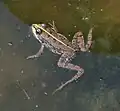 Skokan skřehotavý (Pelophylax ridibundus)[1]