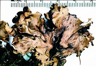 alternativní popis obrázku chybí