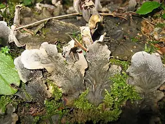 alternativní popis obrázku chybí