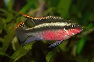 alternativní popis obrázku chybí