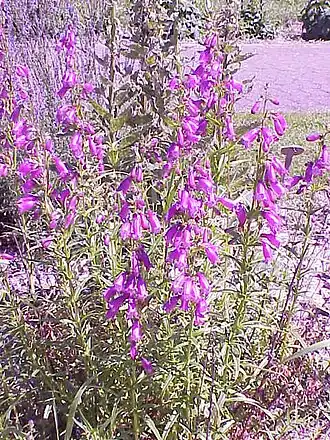 alternativní popis obrázku chybí