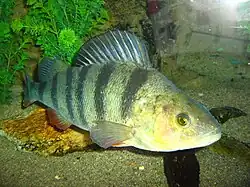 alternativní popis obrázku chybí