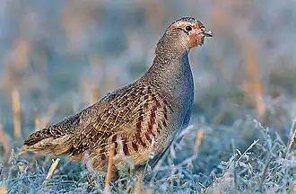 alternativní popis obrázku chybí