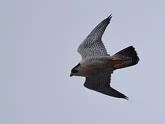 Sokol v letu s částečně složenými křídly