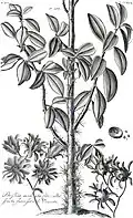 Pereskia aculeata Kresba v knize Hortus Elthamensis, l. p. 1732