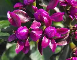 Poupata budoucího květenství Pereskia grandifolia subsp. violacea. Je vidět protogynie.