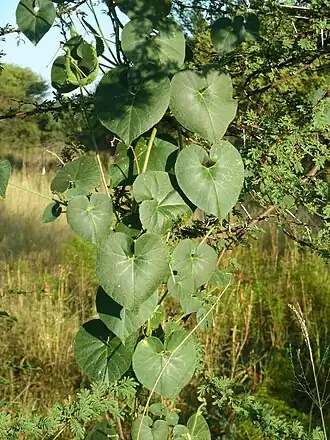 alternativní popis obrázku chybí