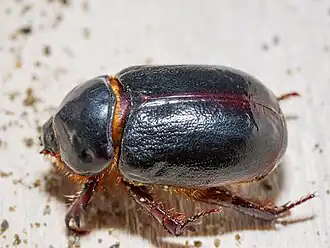 alternativní popis obrázku chybí