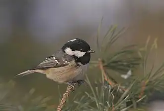 alternativní popis obrázku chybí