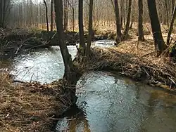 Perlový potok u Okrouhlice