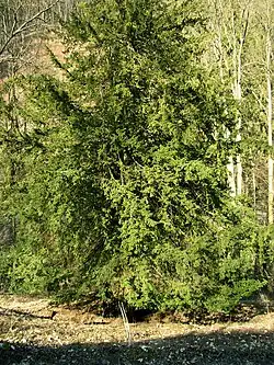 Tis u hradu Pernštejn