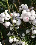 Gaultheria mucronata 'Wintertime'