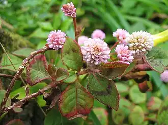 alternativní popis obrázku chybí