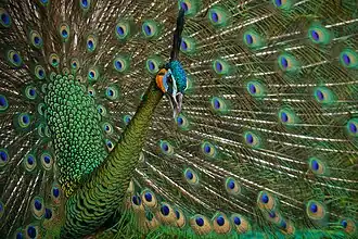 alternativní popis obrázku chybí