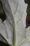 Plstnatá rubová strana listu P. frigidus