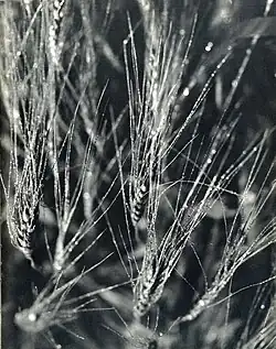 Z cyklu Píseň umírajícího jezera, 1960