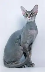 Peterbald