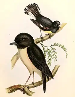 Lejsčík novozélandský (vlevo, 1845–1848)