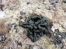 Petrospongium rugosum