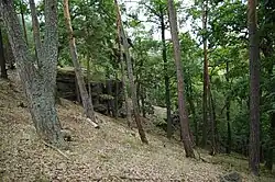 Boreokontinentální bor na horní hraně svahu se skalními výchozy v přírodní památce Petrské údolí