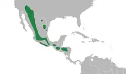 Rozšíření hájníčka pruhokřídlého (zeleně)