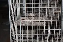 Fotografie mangusty chycené v kleci. Jde vidět jen část zvířete.