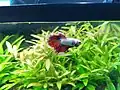 Betta splendens