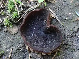 popis obrázku chybí