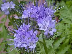 Svazenka vratičolistá (Phacelia tanacetifolia)