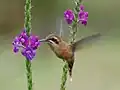 Kolibřík proužkohrdlý na květech vratiklasu