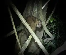 Noční záběr na kuskuse jižního mezi větvemi