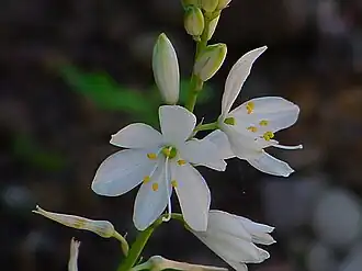Bělozářka liliovitá (Anthericum liliago)