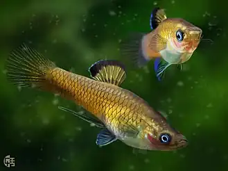 alternativní popis obrázku chybí