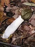 Výtrusorodou vrstvou je zelený sliz; hadovka smrdutá (Phallus impudicus)