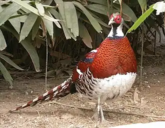 alternativní popis obrázku chybí