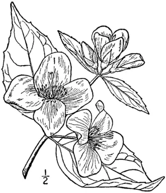 alternativní popis obrázku chybí