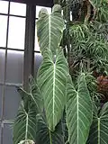 Pohledné olistění Philodendron melanochrysum