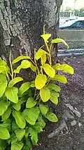Philodendron erubescens 'Gold'